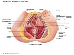 Pin On Pelvic Floor