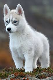 Chien Trop Mignon Dogs Lovers Http Dogslovers Fr Chiot Husky Animaux Photo Animaux