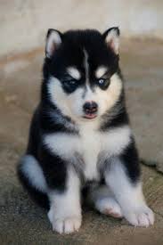 Rssmix Com Mix Id 9959214 Husky Puppy Cute Husky Puppies Baby Huskies