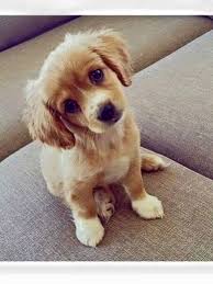 Petit Chien Trop Chou Animaux Adorables Animaux Mignons Bebes Animaux
