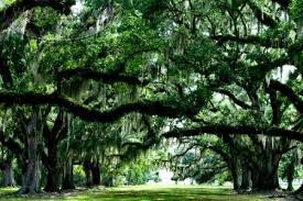 Fontainebleau State Park Mandeville La State Parks Beautiful Places Blue Fountain