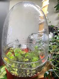 Begonia Primatocarpa Dans Une Boule En Verre Terrarium Https Www Pariscotejardin Fr 2019 12 Begonia Primatocarpa Dans Une Boule En Verre Begonia Terrarium