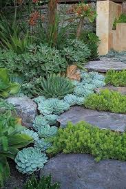 Comment Planter Et Entretenir La Succulente Amenagement Jardin Jardins Idees Jardin