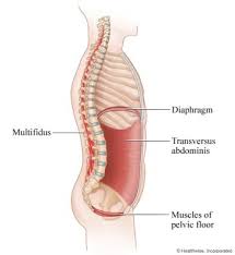 4 Deep Stabilizing Muscles Of Your Inner Core Pelvic Floor Diaphragm Multifidus Transverse Abdominis Pelvic Floor Transversus Abdominis Core Muscles