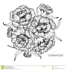 Bouquet Du Dessin Et Du Croquis De Fleur D Oeillet Illustration Stock Illustration Du Ramassage Tatouage œillet Croquis De Fleurs Comment Dessiner Une Fleur