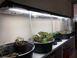 Begonias Dans Des Cloches En Plastiques Terrariums Plantes Exotiques D Interieur Paris 19e 75 Terrariums Nouvelles I Plante Exotique Begonia Terrariums