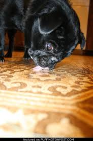 Black Pug Licks Floor Clean Black Pug Cute Dog Pictures Funny Dog Photos