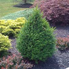 Onlineplantcenter 2 Gal Pyramidal Green Mountain Boxwood Shrub B00408 The Home Depot Green Mountain Boxwood Boxwood Landscaping Evergreen Shrubs