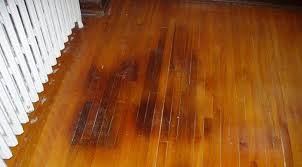 How To Remove Male Cat Urine Smell From Hardwood Flooring Cat Urine Smells Dog Urine Odor Remover Cat Urine Remover