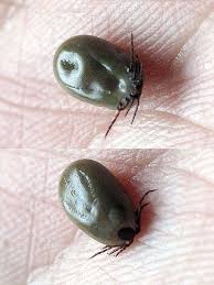 Engorged Ticks After Removal Read The Post For Info On How To Remove A Tick Tick Removal Ticks Wildlife Facts