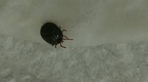 Pin On Which Tick Bit You