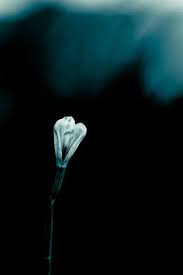 Blue Emo Flower 2 Black Background Photography Black Backgrounds Fantasy Background
