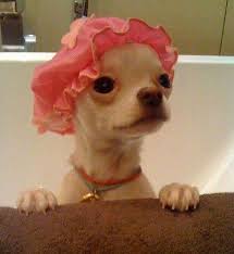 Cute Chihuahua In Bath Wearing Shower Cap Cute Animals Cute Funny Animals Cute Dogs