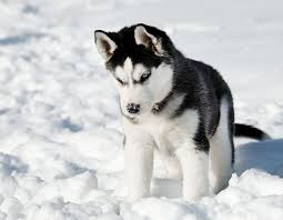 Husky Tu Vas La Trouver Chiot Husky Chiot Husky