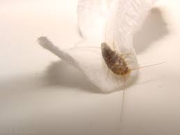 Bathroom Bugs The Silverfish Bathroom Photos Bathroom Sink Silverfish