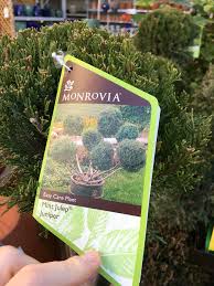 Mint Julep Juniper Home Depot Easy Care Easy Care Plants Mint Julep Juniper Home