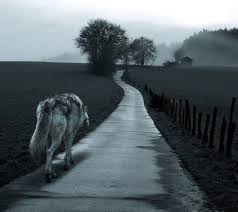 I Walk A Lonely Road The Only One That I Have Ever Known Don T Know Where It Goes But It S Home To Me And I Walk Alone Wolf Quotes Lone Wolf Quotes