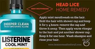 6 Home Remedies For Head Lice Head Lice Remedy Head Louse Louse