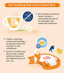 Cat Skin Conditions Natural Remedies Canna Pet Cat Skin Home Remedies For Ringworm Cat Remedies