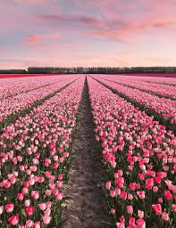 Tulips In Holland How Far From Home Flowers Photography Nature Aesthetic Flower Aesthetic