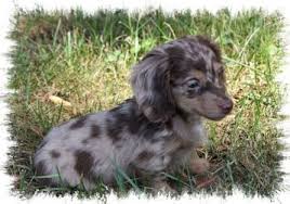 Pin By Charissa Bass On Life With Animals Dapple Dachshund Cute Animals Dachshund Puppies