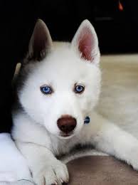 Photo De Chanel Chien Husky Siberien 313987 Wamiz Chien Husky Chien Chiot Husky