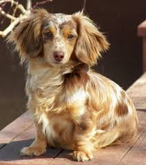 Pin By Cherie On Doxies Dachshund Puppies Dapple Dachshund Piebald Dachshund