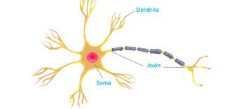 Siguen formándose neuronas en el cerebro adulto? - El Síndrome de Down