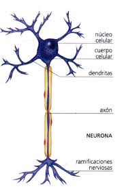 Los golpes en la cabeza rompen las neuronas