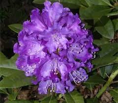 Rhododendron True Blue Rhododendron Flowers Plants
