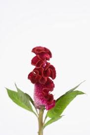 Exact Process For Planting Cockscomb Seeds Celosia Plant Plants Plant Care