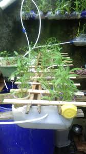 Agro Aquaponik Kebun