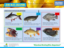 Urban Hidroponik Jenis Ikan Menjadi Pertimbangan Khusus Bagi Anda Petani Akuaponik Anda Harus Menghadapi Kegalauan Memilih Hidroponik Ikan Air Tawar Petani