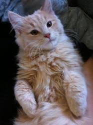 Adopt Dewi On Petfinder Orange Cats Cats Cute Animals