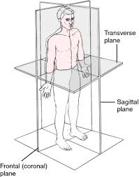 Pin By Vanessa Nichols On Planes Of The Body Medical Dictionary Anatomy Cardiac Anatomy