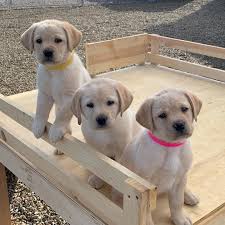 Pin By Stacey On Lab Puppies In 2020 Lab Puppies Puppies Tiny Puppies