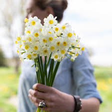 Narcissus Avalanche In 2020 Narcissus Flower Farm Yellow Cups