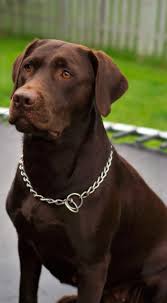 Dashing Dogs That Dont Shed Dogoftheday Dogsaccessoriestravel Chocolate Labrador Retriever Labrador Retriever Labrador Puppy