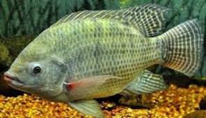 Cara Pembesaran Ikan Nila Kolam Terpal Bagi Pemula Ikan Air Tawar Kolam