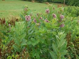 Common Milkweed Asclepias Syriaca Identify That Plant Asclepias Plants Milkweed