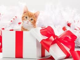 Pin By Jeu De Paume On Christmas Wish List Funny Christmas Pictures Good Morning Funny Pictures Good Morning Christmas