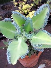 6 Quot Rare Quot Mexican Hat Mother Of Millions Rooted Plants With Quot Free Shipping Succulents Plants Mother Of Thousands Plant