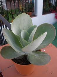 Image Result For Succulent Plant Kalanchoe Thyrsiflora Care Plants Succulents Garden Succulents