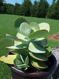 Kalanchoe Luciae Flapjack Care And Propagation Information Succulents Planting Succulents Plants
