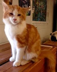 Adopt Joey On Petfinder