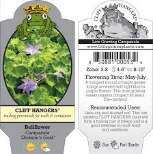 Campanula Dickson S Gold Bellflower 3 5 Pot Little Prince To Go In 2020 Campanula Bellflower Plant Problems