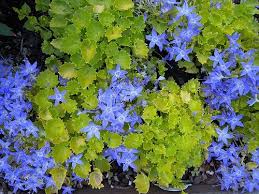 Campanula Garganica Dickson S Gold Bellflower Shade Perennials Perennials Bellflower