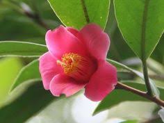 Camellia Hongkongensis Hong Kong Camellia World Of Flowering Plants Flowers Plants Orchid Tree