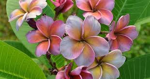 Tropical Aurora Plumeria Plumeria Frangipani Plants