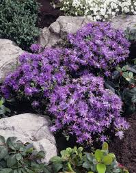 Pin By Cynthia Gehring On Tuinplanten Partial Shade Plants Evergreen Shrubs Rock Garden